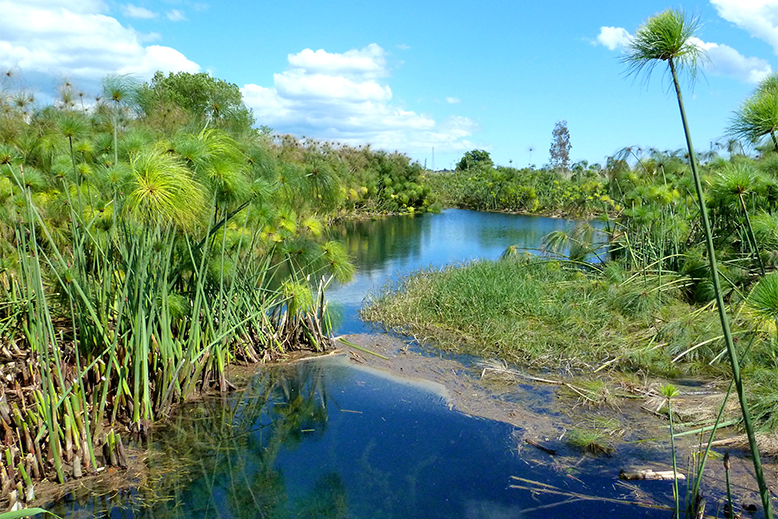 Cyane River | Ph. Wikipedia Flickr User:Marchal