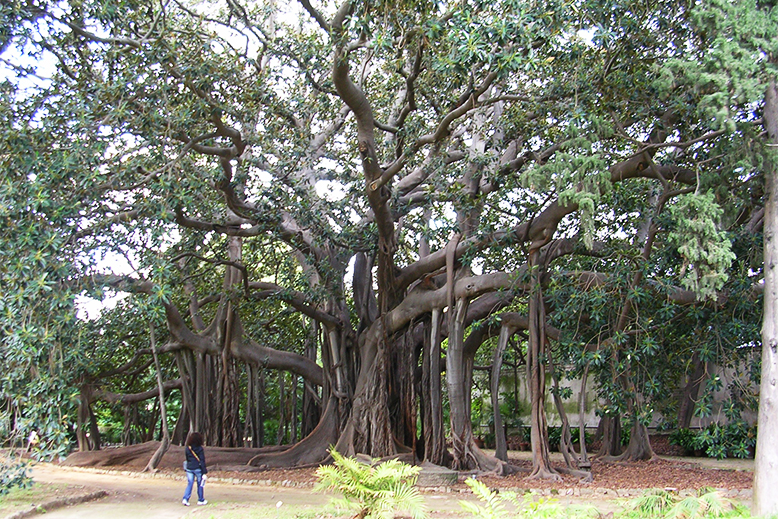 Palermo - Botanical Gardens Ficus Macrophylla | Ph. Wikipedia User: Giuseppe_ME