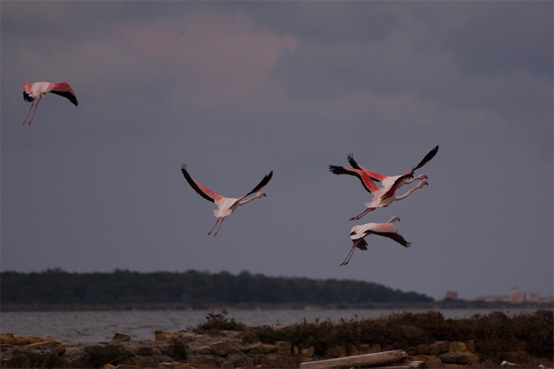 Vendicari Natural Reserve | Ph. Iole Carollo